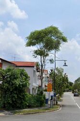 Opera Estate (D15), Terrace #499695631